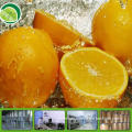 Fresh Orange Powder for Beverage or food additive